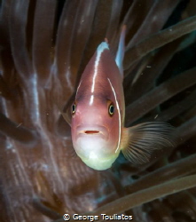 Surprised Nemo!!! by George Touliatos 